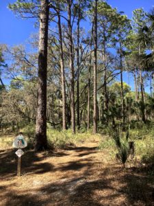 View of hiking trail through pine forest in Florida's Clearwater Lake Rec Area.