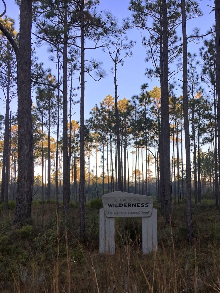 Sign saying Bradwell Bay Wilderness and Apalachicola National Forest in pine forest near St. Marks, Florida