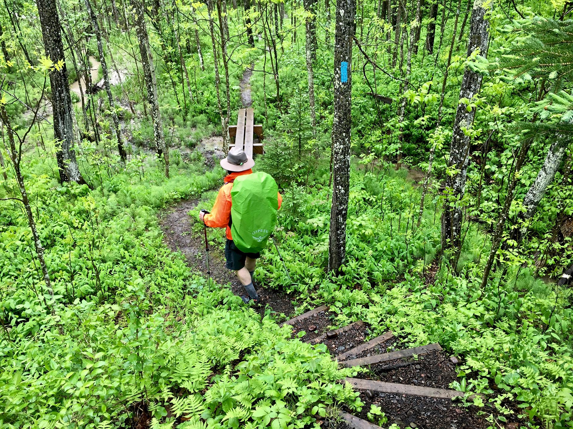 View of backpacker on trail winding through very green forest, taken by The Thousand-Miler.