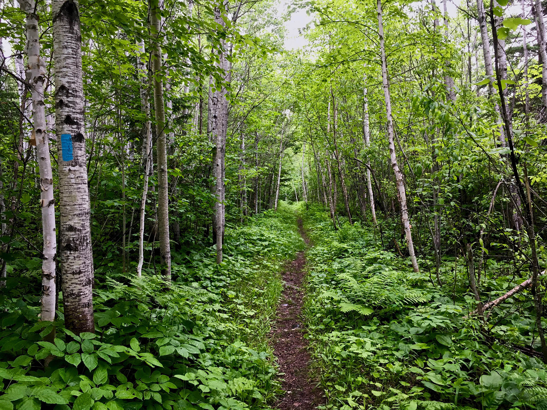 View of hiking trail through birch woods, taken by The Thousand-Miler