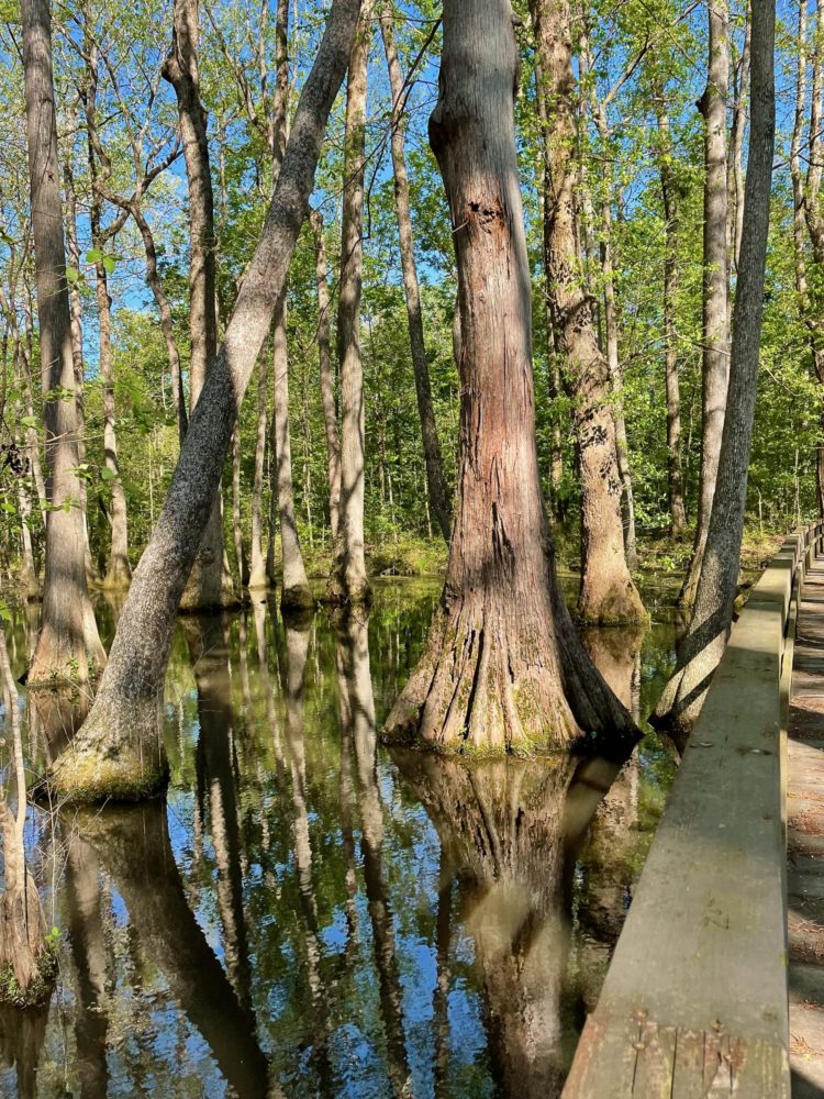 Cypress swamp on Natchez Trace.