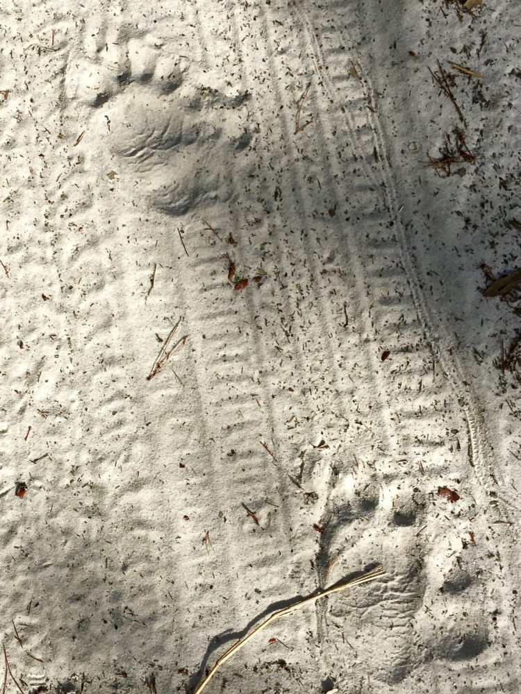 Bear paw prints in the sand and possibly ticks nearby.