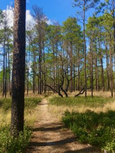 Florida National Scenic Trail 18