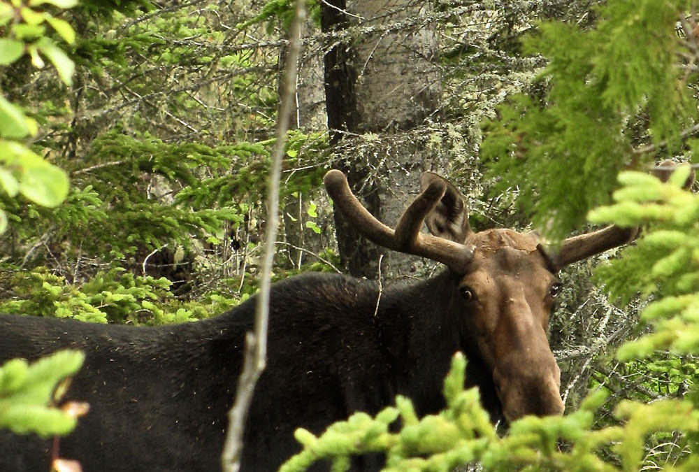 Hike Around Isle Royale to See Moose Up Close