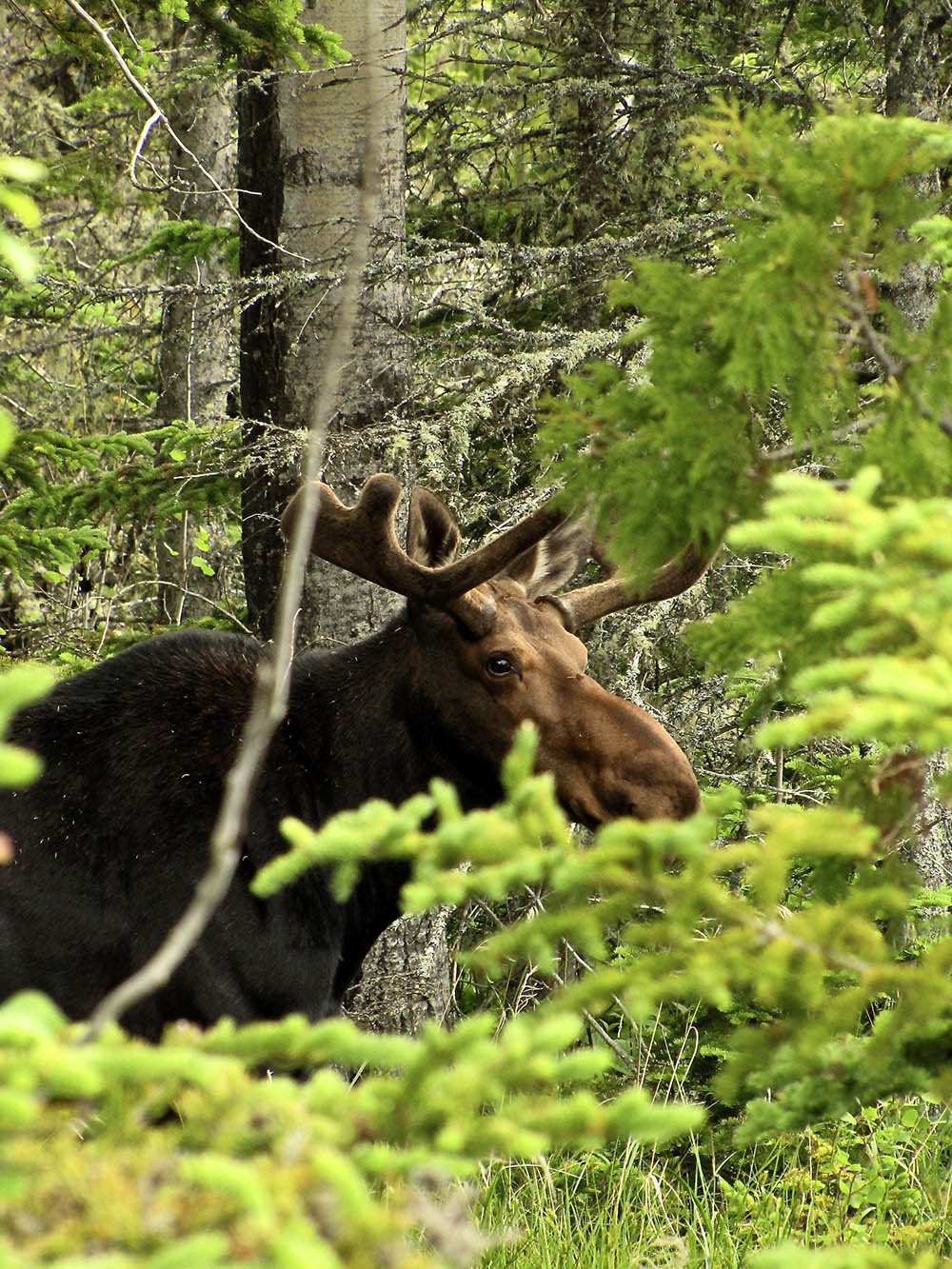Moose in bushes on Isle Royale.