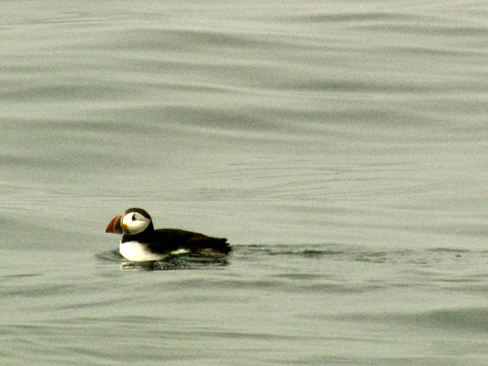 Puffin paddling in the water near Machias Seal Island.