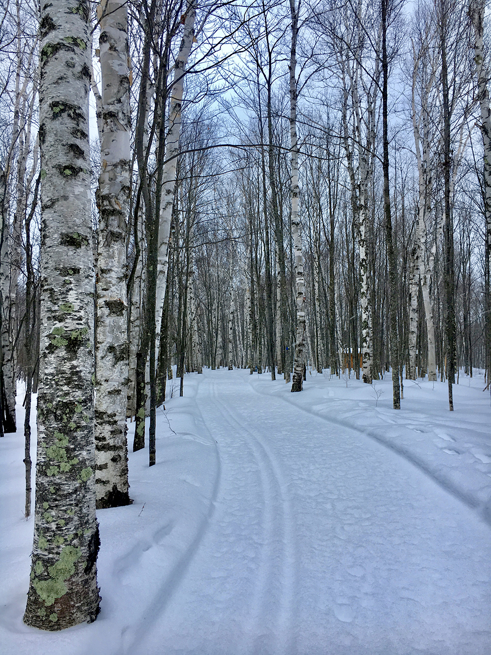 Snowshoe and ski trail winding through birch forest.
