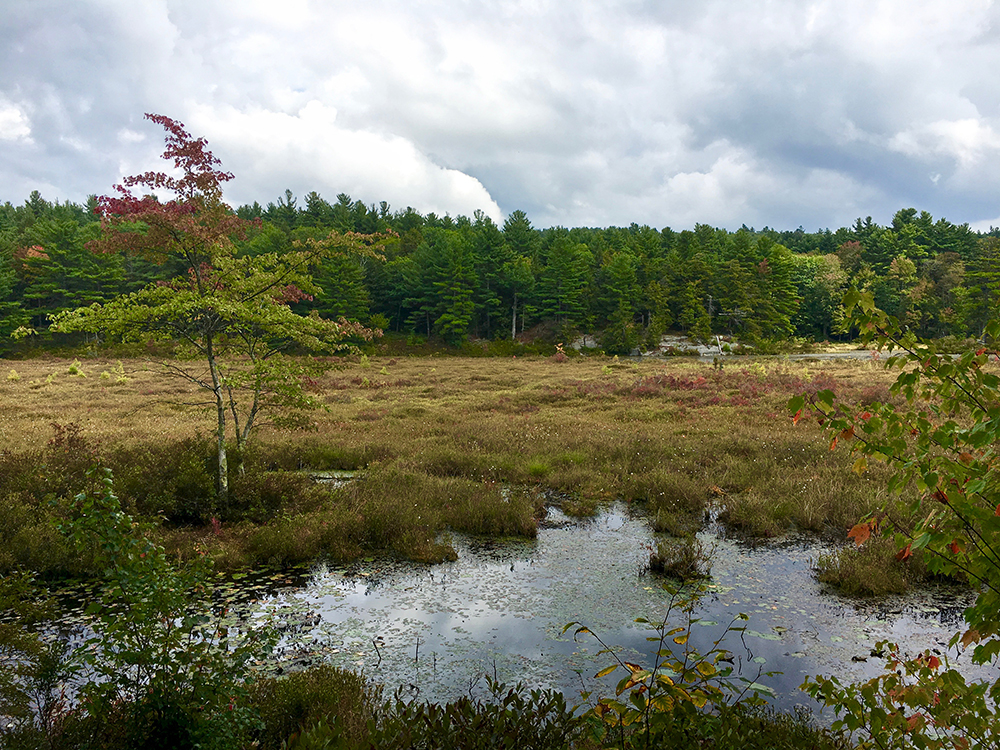 View of wetland meadow surrounded by woods in fall.