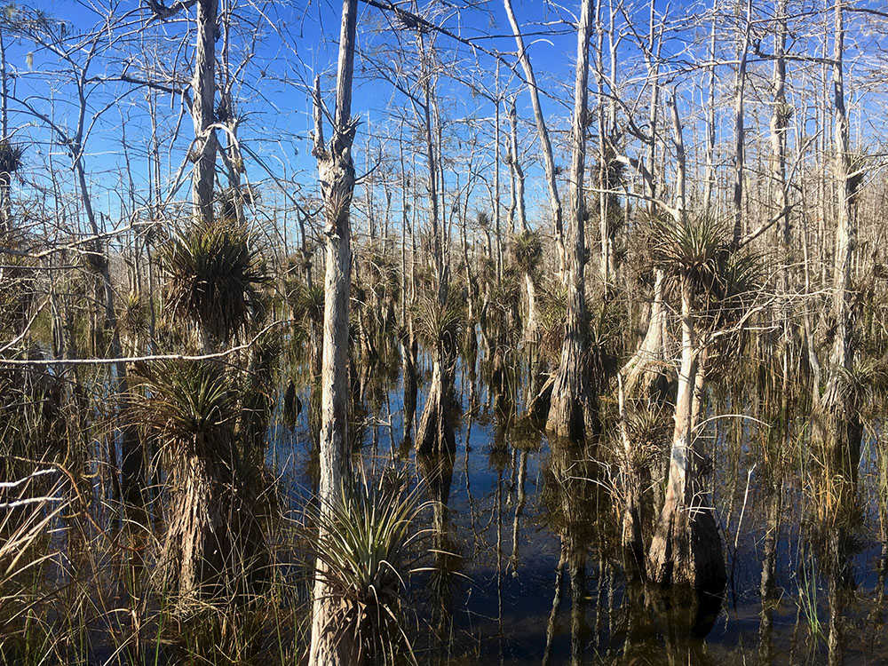 How to Hike Through Big Cypress Swamp