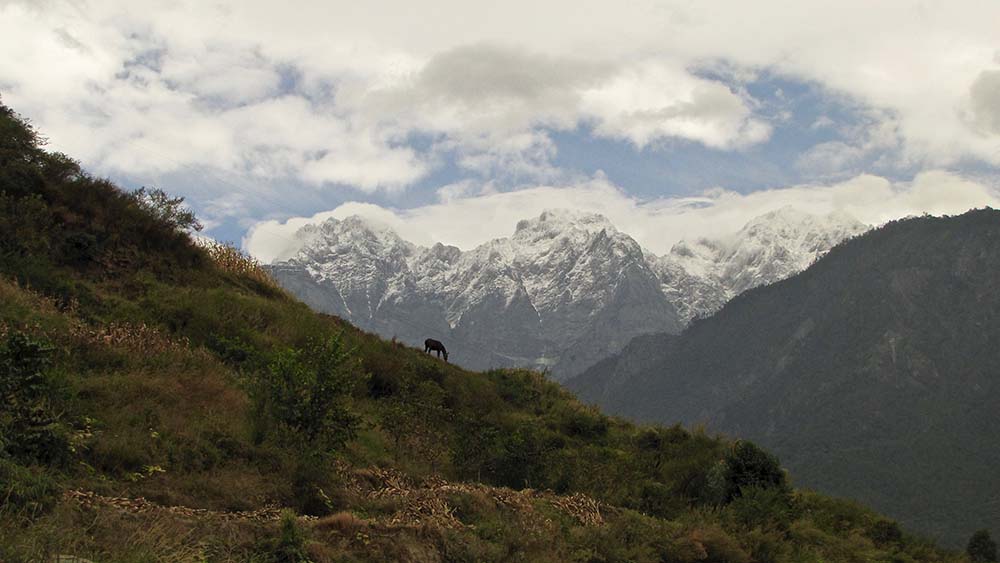 Animal silhouetted against snowcapped mountains near Tiger Leaping Gorge