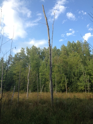 Lone tree in foreground with green trees in the background on the Lake Eleven segment of the Ice Age Trail.