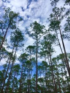 View of the tops of pine trees against a cloudy blue sky en route to Turkey Run on the Florida Trail.