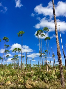 Tall, thin trees and palmetto plants with a blue sky with clouds.