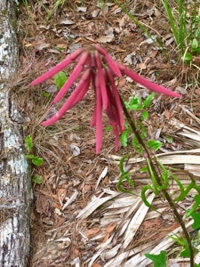 Plant with long, narrow red flowers.