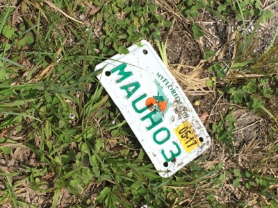 Florida license plate laying in grass.