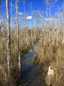 Narrow hiking trail through waters of Big Cypress Swamp.