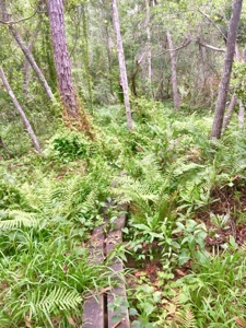Boardwalk trail covered with vegetation.