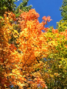 Close-up of the top of a tree with bright orange and yellow leaves on the Ice Age Trail near Parnell Tower.