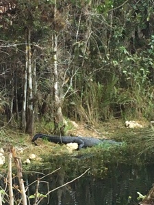 Alligator sliding into river