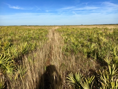 Hiking path cutting through knee-high yellow grasses and palmetto.