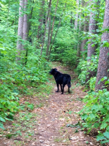 Black dog standing on Chippewa Moraine trail segment in the woods.
