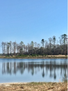 View of trees next to a blue lake, with the trees' reflection in the water.
