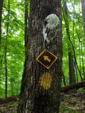 Tree with a yellow blaze, yellow arrow sign and animal skull nailed to it, on the Ice Age Trail near Bear Lake.