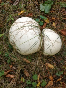Two round, white, large mushrooms on the forest floor on the Ice Age Trail near Merton.