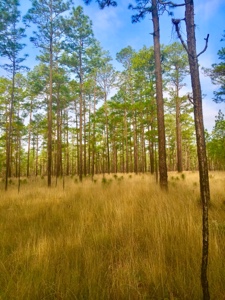 Pine trees and golden undergrowth along the Florida Trail near Lake Delancy.