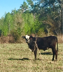 Cattle on the side of the road heading west of I-10