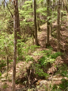 Wooden stairway in the woods on Florida Trail heading to US 129.