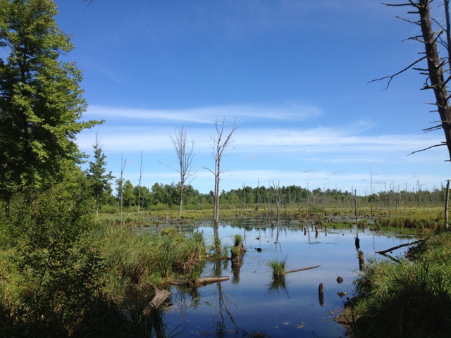 View of glacial lake surrounded by wetlands on Ice Age Trail near Tuscobia segment.