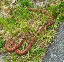 Hiking animal encounter: a red and black snake in grass on the Florida Trail