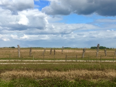 Scene of cloudy sky and yellow vegetation in southern Florida.