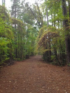 Forested path along the Natchez Trace north of Kosciusko.