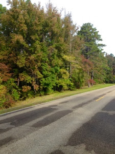 Natchez Trace Parkway with some fall colors along the road.