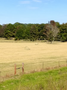 Golden field along Natchez Trace north of Port Gibson.