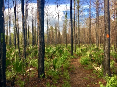 Trail in or near Chuluota Wilderness running through forest with palmetto plants
