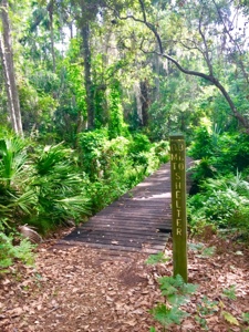 Hiking trail segueing onto boardwalk on Florida Trail near Royal Trails