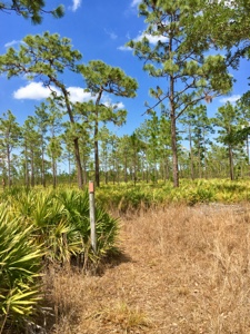 Orange blaze on post in field of trees and palmetto near Prairie Lakes Station in Florida