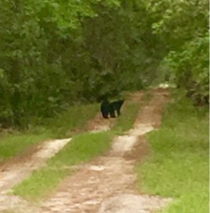 Black bears on a sandy road in the middle of a forest.