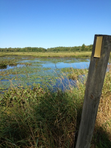 Glacial lake surrounded by yellow-hued wetlands with yellow trail blaze on a post in the foreground past the Chippewa Moraine segment of the Ice Age Trail.