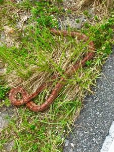 Hiking animal encounter with a red and black snake laying in grass.