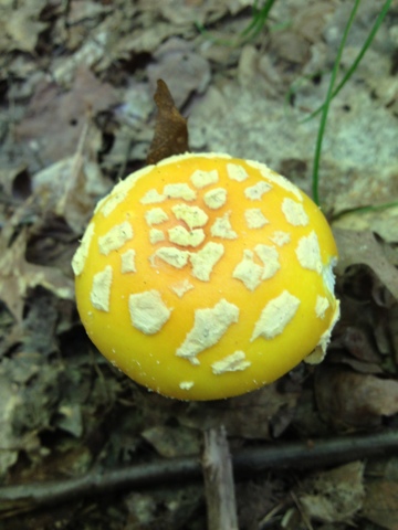 Yellow mushroom with white flecks growing on the Ice Age Trail near Harrison Hills.