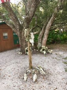 Cattle skulls on a post and clustered at base of post and base of nearby tree.