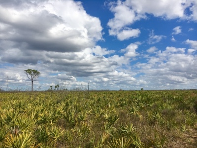 View of palmetto fields under blue sky with lots of white clouds.