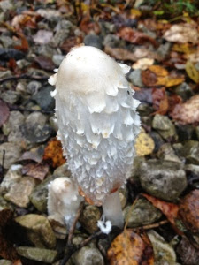 Tall, thin, white mushroom with fine on Ice Age Trail near Tisch Mills.
