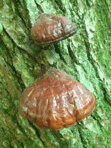 Two rust-colored mushrooms attached to a tree on the Ice Age Trail near Mondeaux Esker.