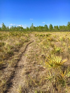 Hiking path through open field of palmetto near Prairie Lakes Station in Florida
