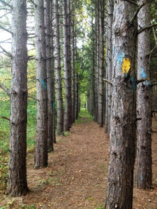 Path through pine forest with yellow and blue blazed trees on the Ice Age Trail near Point Beach.